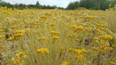 Organic Helichrysum Italicum Hydrosol, Ecocert certification